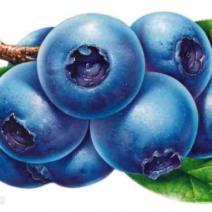 蓝莓联合益生菌对非酒精性脂肪肝的影响