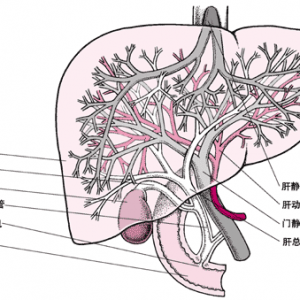 党双锁教授：肝脏再认识与保肝